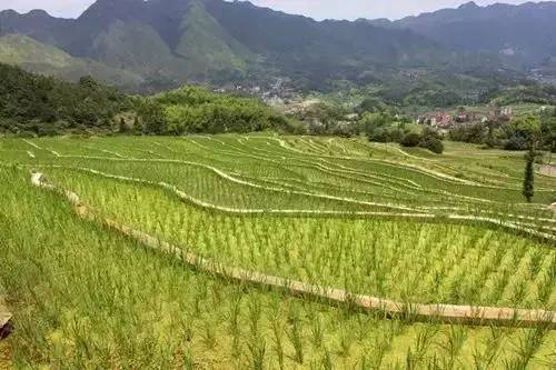 田園綜合體規(guī)劃,田園綜合體規(guī)劃,農(nóng)業(yè)旅游規(guī)劃